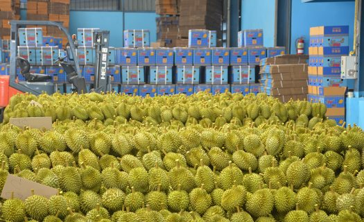 Sau Lào, Campuchia, thêm một đối thủ sầu riêng chuẩn bị gia nhập thị trường Trung Quốc: Diện tích bằng 1/8 so với Việt Nam, dự kiến xuất khẩu từ 2026