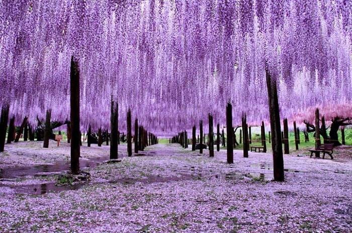 Một doanh nghiệp báo lãi gấp 15 lần cùng kỳ, cổ phiếu tăng 9 phiên trần, giá lên 150% sau 2 tháng