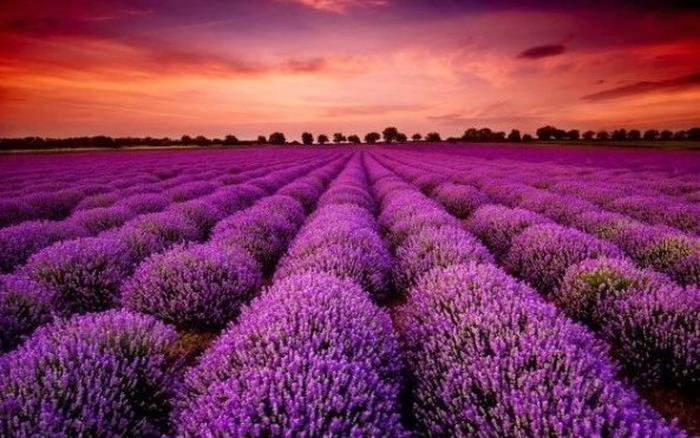 Cổ phiếu doanh nghiệp gần 70 năm tuổi bất ngờ "tím lịm" 7 phiên liên tiếp, điều gì đang diễn ra?