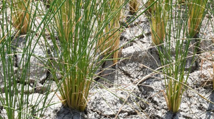 Sau Philippines, Indonesia, thêm một quốc gia vừa dừng nhập khẩu gạo trong 1 tháng, Ấn Độ ngay lập tức bị ảnh hưởng