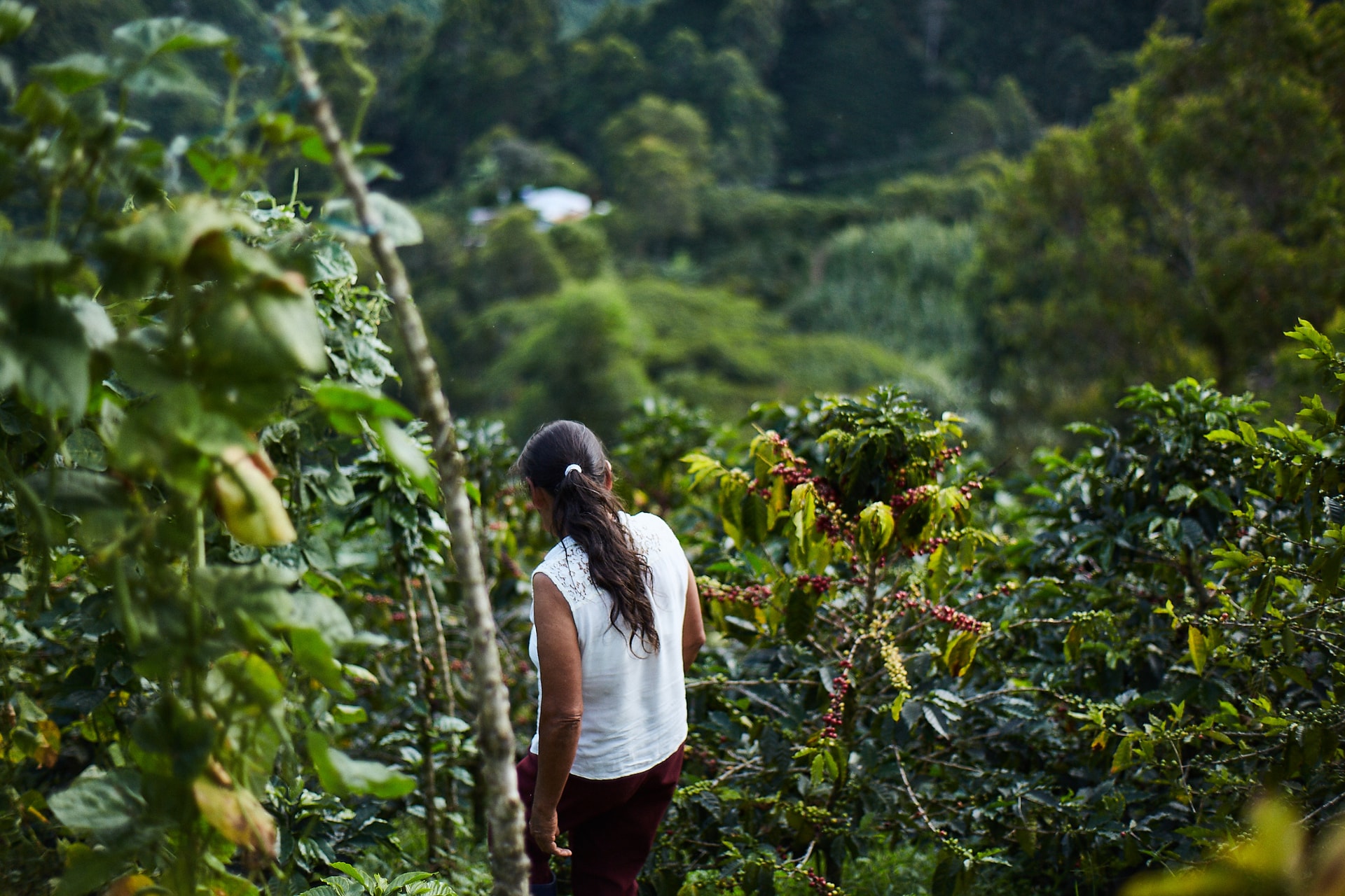 'Vàng nâu' bùng nổ tại một quốc gia chủ chốt BRICS, sản lượng tăng hơn 81% đe dọa vị trí 'ông trùm' số 1 thế giới của Việt Nam