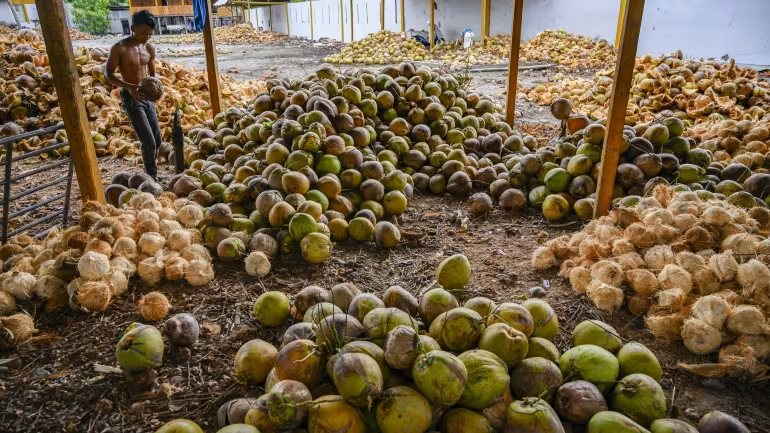 Mỹ miễn thuế với một loại sản vật tỷ đô, nông dân Philippines vẫn gặp khó vì giá rẻ, Việt Nam cũng đang chứng kiến giá lao dốc
