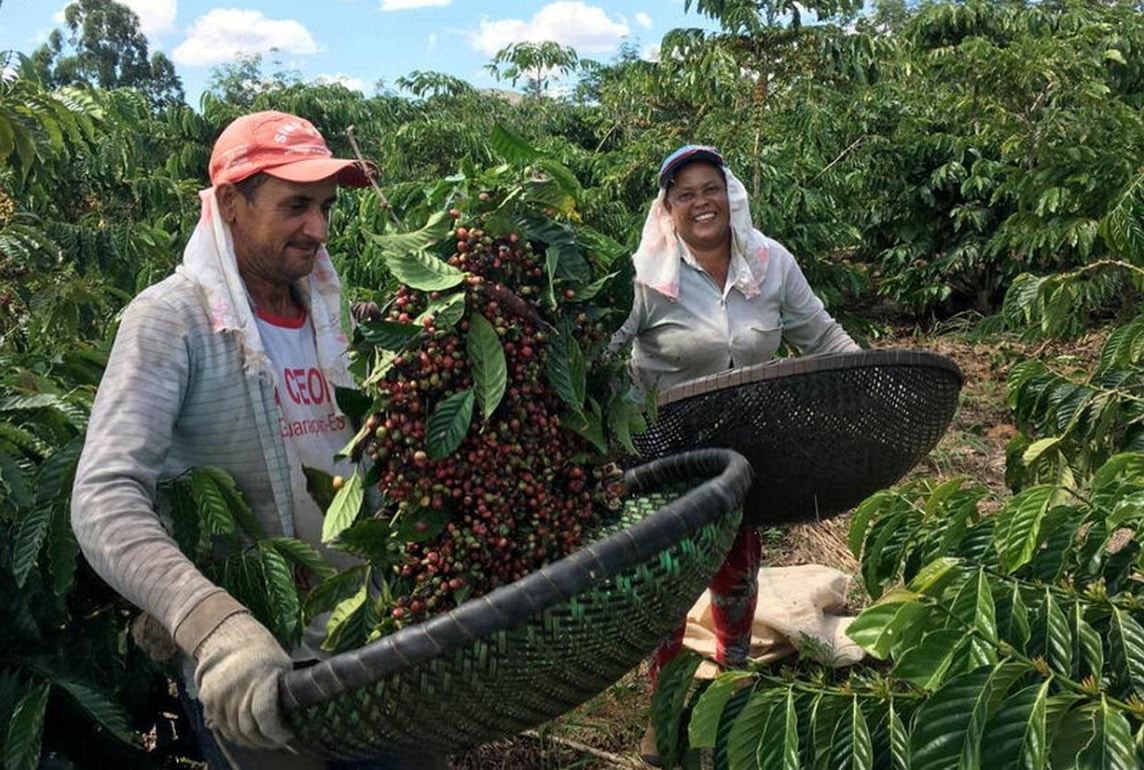 Thị trường ngày 7/12: Robusta Brazil tăng chất lượng, giá biến động; vàng và dầu hồi phục trong bối cảnh bất ổn vĩ mô