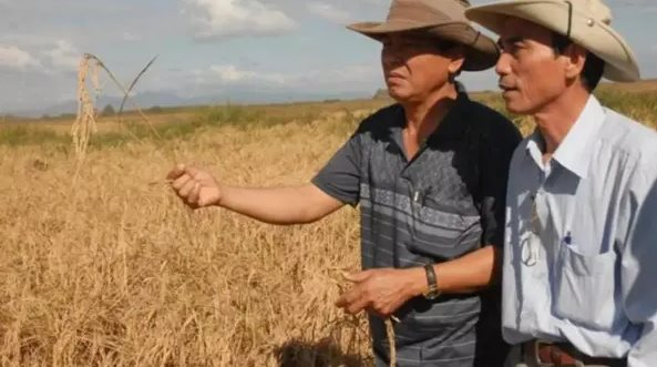 Sau Việt Nam, thêm một quốc gia muốn sản xuất gạo tại Cuba: Đặt mục tiêu canh tác 10.000 ha, cung cấp toàn bộ vật tư đầu vào, kỹ thuật