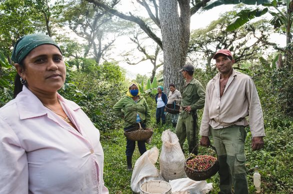 Sau cú bắt tay với gạo Việt Nam, Cuba hợp tác thúc đẩy sản xuất loại nông sản 'vàng treo trên cây' nhưng kém thành công: sản lượng đã giảm 1 nửa trong 5 năm qua