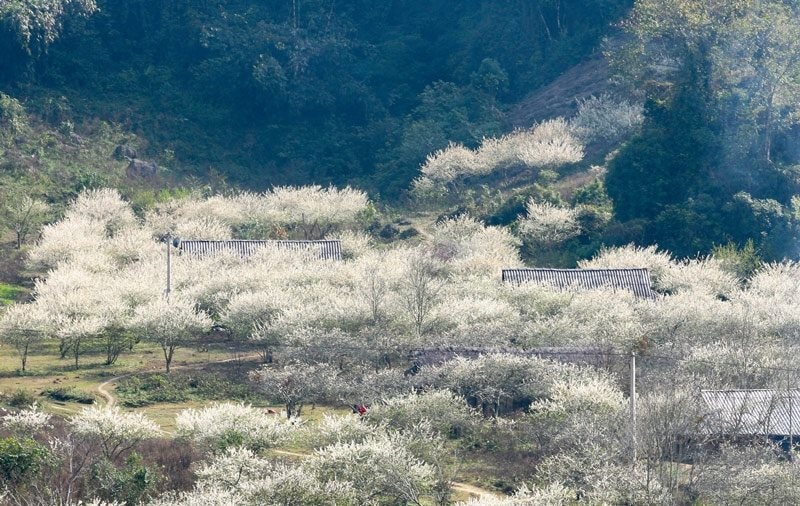 Việt Nam có 1 nơi được Giải thưởng Du lịch Thế giới gọi tên tới 3 lần: Đang mùa hoa mận phủ trắng đồi, “viên ngọc quý” giữa lòng Tây Bắc