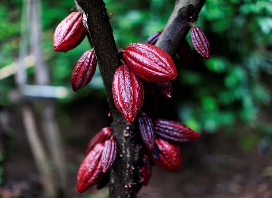 Dư cung đè nặng giá dầu, ca cao lập đỉnh 5 tuần, lúa mì châu Âu chịu sức ép, nông sản phân hóa mạnh