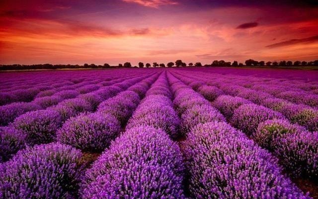 Một mã cổ phiếu bốc đầu kịch trần liên tiếp sau thông tin "ông lớn" âm nhạc rót vốn