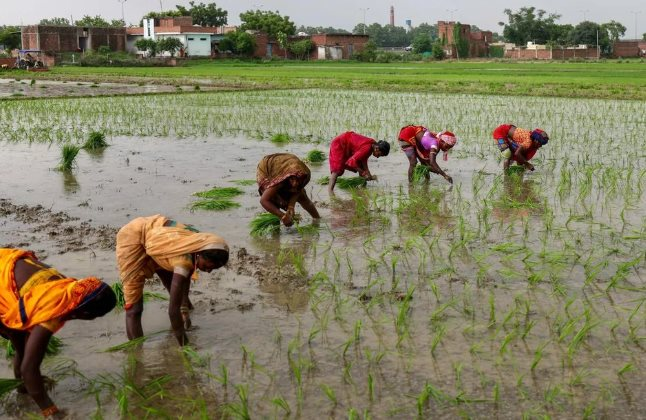 Tin buồn cho gạo Việt Nam, Thái Lan: Vựa lúa lớn nhất thế giới tồn kho tăng gấp 8 lần mục tiêu, sắp bơm lượng lớn ra thị trường 