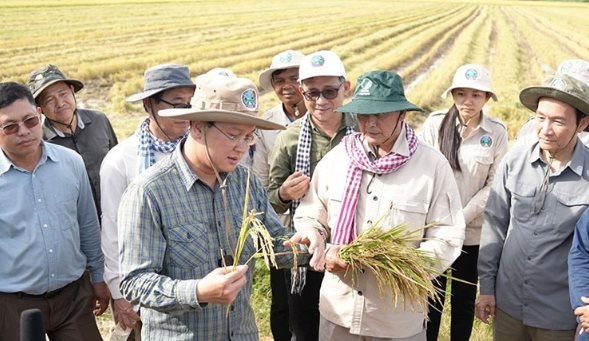 Không phải ST25, một giống lúa nhận danh hiệu ngon nhất thế giới 7 lần liên tiếp, chủ sở hữu là láng giềng của Việt Nam