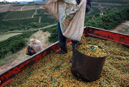 Bất chấp sản lượng giảm mạnh, một 'đặc sản' của Cuba được giải thưởng ngon nhất thế giới - Việt Nam cũng nằm trong danh sách