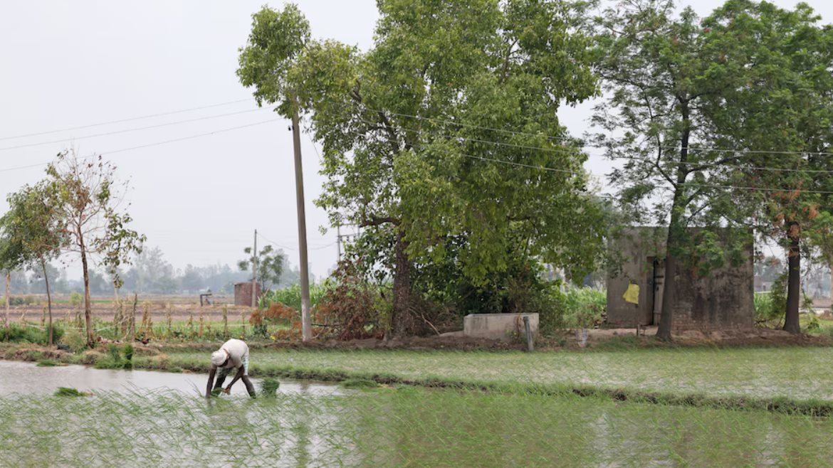 Vượt Trung Quốc trở thành quốc gia sản xuất gạo lớn nhất thế giới nhưng Ấn Độ lại nhận tin không vui