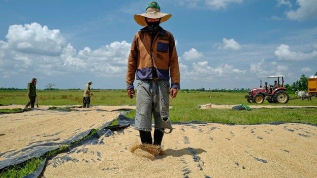 Giống lúa Việt Nam 'gây sốt' khi được trồng tại Cuba, nông dân thu hoạch xong phải ngỡ ngàng