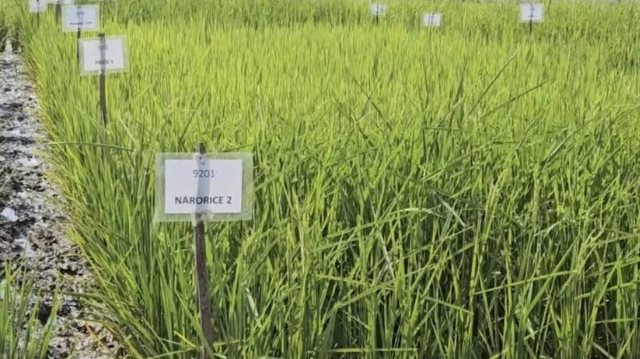 Phát minh chưa từng có của Ấn Độ làm rung chuyển ngành lương thực: Tạo ra giống lúa chỉnh sửa gen tăng 30% năng suất, sản lượng tăng thêm 4,5 triệu tấn lúa