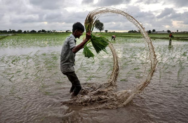 Không phải Philippines hay Ấn Độ, đây mới là ‘thủ phạm’ khiến gạo Việt Nam, Thái Lan đón tin buồn: Giá giảm 44% vì một động thái