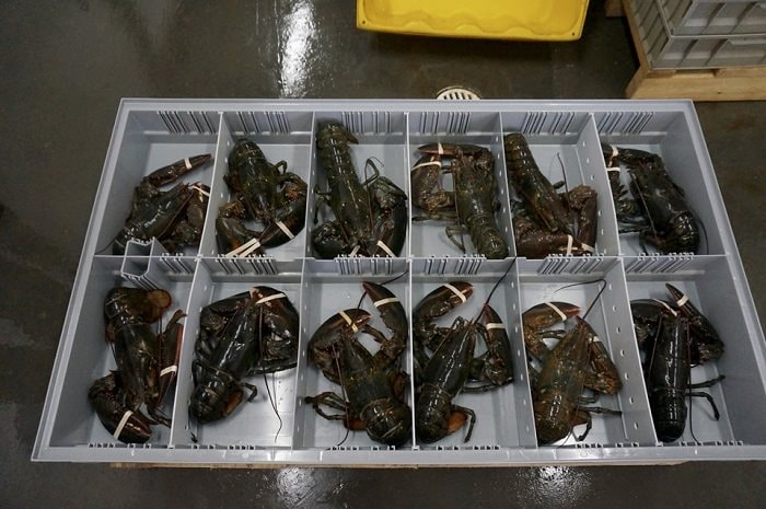 Phát hiện 3 vali chứa 90.000 con tôm hùm xanh trị giá 6,7 tỷ đồng ở sân bay Đà Nẵng, công an triển khai các biện pháp nghiệp vụ vào cuộc