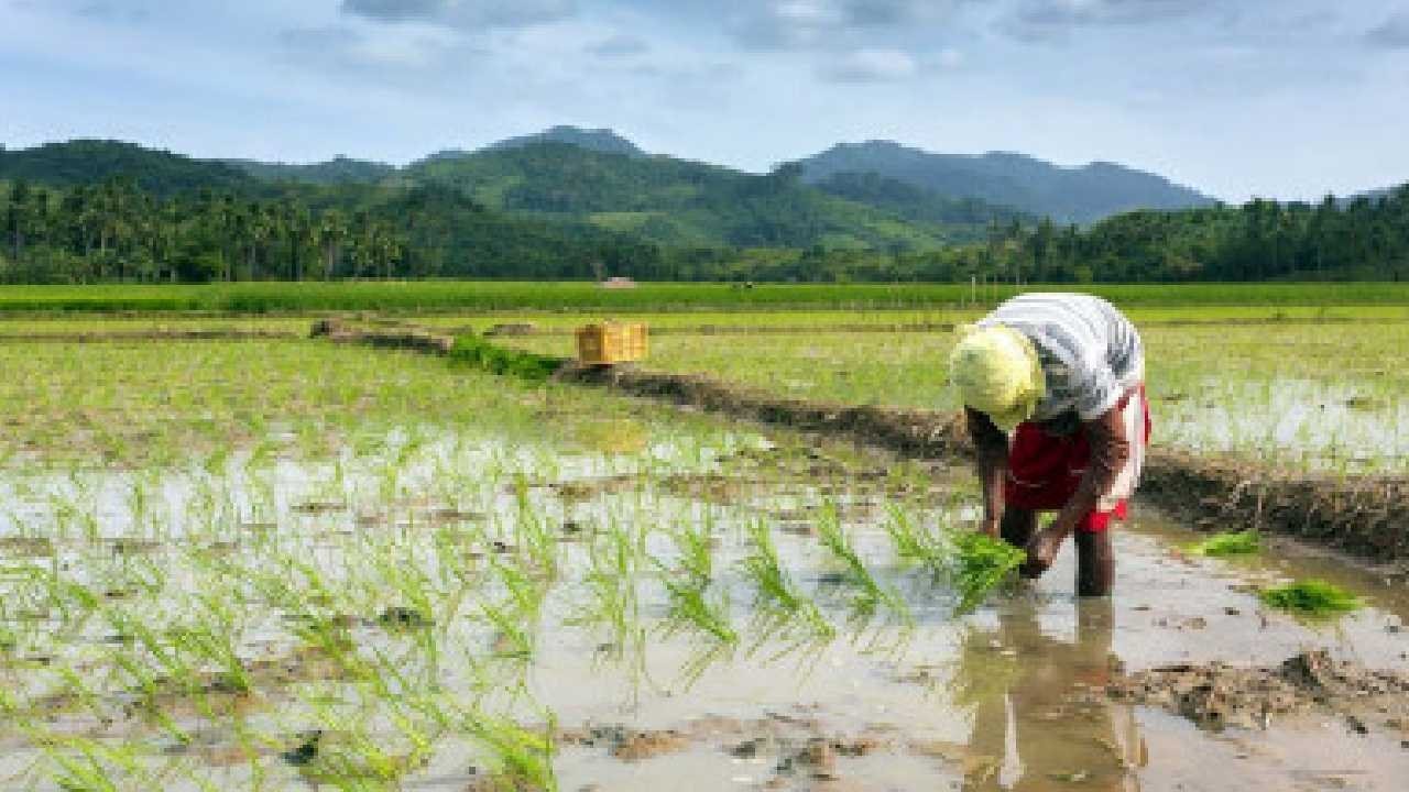 Việt Nam đón tin vui từ nhà nhập khẩu gạo lớn nhất thế giới