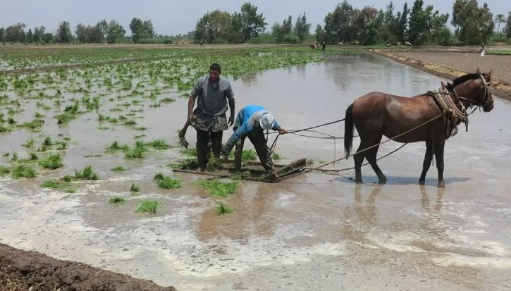 Mỹ áp thuế mới với Iran, gạo một quốc gia châu Á đón sóng gió, chính phủ lập tức trấn an ‘vẫn trong tầm kiểm soát’