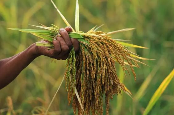 Sau Thái Lan, Việt Nam sắp đón thêm đối thủ gạo mới: Được hưởng ưu đãi thuế nhập khẩu 0%, là ông trùm đứng thứ 4 thế giới
