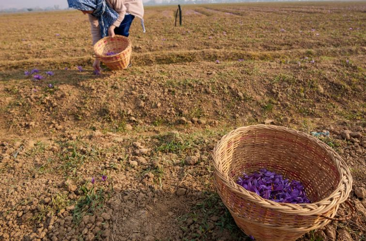 Gia vị đắt nhất thế giới bất ngờ gặp 'bão táp': Sản lượng thấp kỉ lục, là hoa quý chỉ nở 36 tiếng mỗi năm