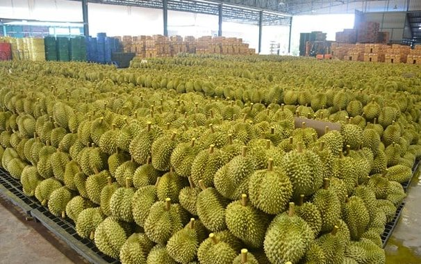 Sầu riêng Thái Lan ‘hụt hơi’ trước Việt Nam tại Trung Quốc, láng giềng lập tức ra chiến lược mới