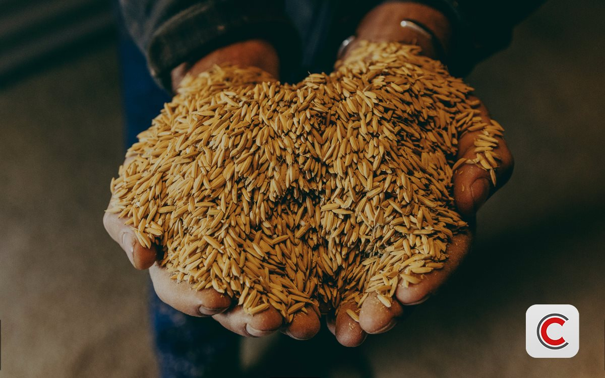 Nông dân Mỹ đề nghị chính phủ thiêu hủy lúa trong kho, chỉ muốn đổ hết nông sản ra đồng cho tự thối rữa