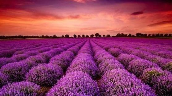 Cổ phiếu một cá mập từ khi lên sàn chỉ biết mỗi "màu tím", Tổng Giám đốc nói gì?