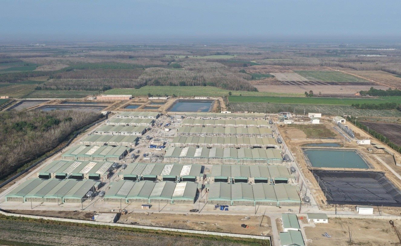 Phó Tổng giám đốc BAF: Dịch tả heo châu Phi là “bài toán sống còn”, ngành bước vào chu kỳ tái cấu trúc, giá heo 2026–2028 có thể đi theo 2 kịch bản