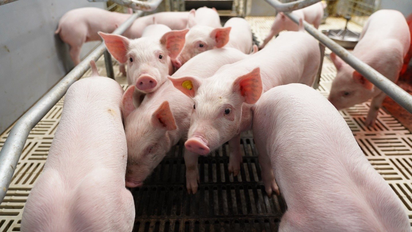 BAF Việt Nam: Cơ hội “đảo chiều” sau chu kỳ biến động Q4/2025 của ngành chăn nuôi