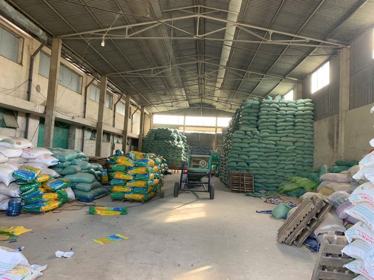 Phát hiện đối tượng sản xuất hơn 200 tấn lúa giống giả ST24, ST25