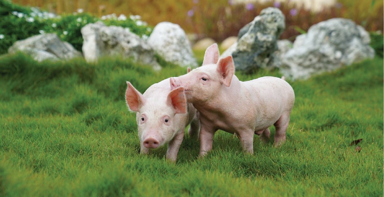 Mở rộng 3F chưa kịp “hái quả”, BAF báo lỗ nặng quý IV