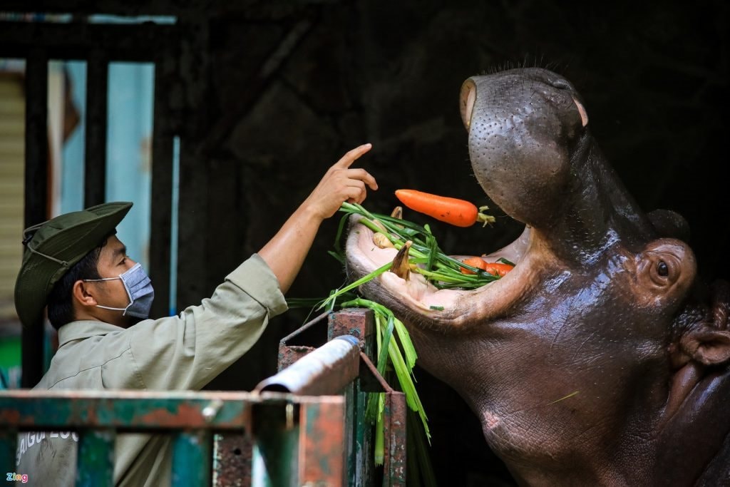 'Chiến thần' Capybara góp sức đưa Vườn thú 160 tuổi giữa lòng Sài Gòn đạt doanh thu kỷ lục gần 150 tỷ