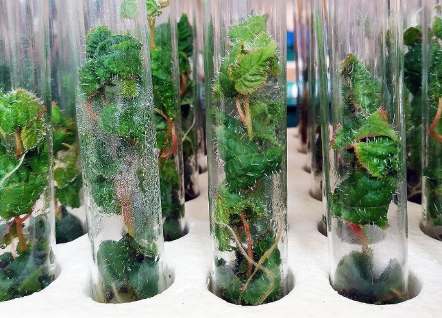 Phát minh của Mỹ làm rung chuyển ngành xây dựng: Tạo ra 'siêu gỗ' từ cây chỉnh sửa gen, có thể thay thế thép và bê tông