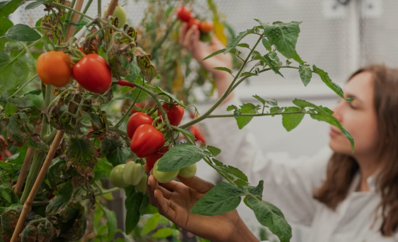 Phát minh của Anh gây rung chuyển ngành thực phẩm: Tạo ra giống cà chua mini năng suất gấp 5 lần truyền thống, có thể trồng 100 cây trên 1m2