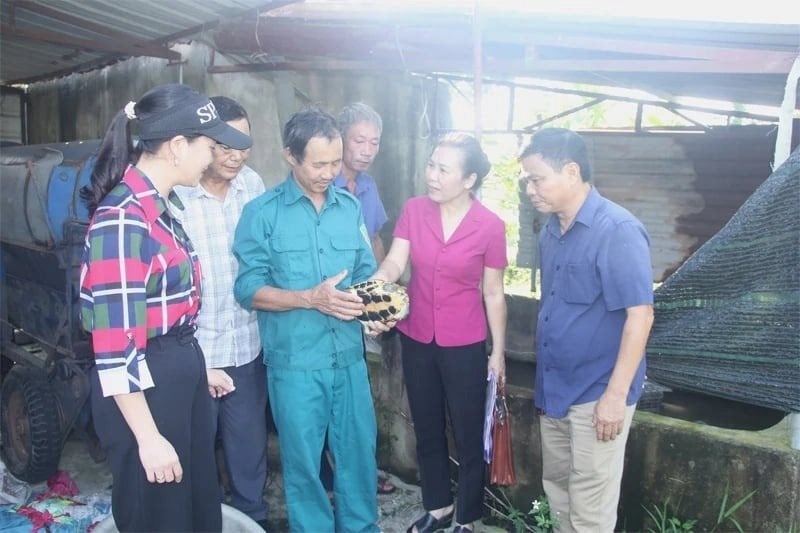 Từng bị lũ cuốn sạch tài sản, nữ nông dân biến 10ha 'đất chết' thành mỏ vàng nuôi rùa, vịt, ba ba..., thu lời đến 1 tỷ đồng/năm