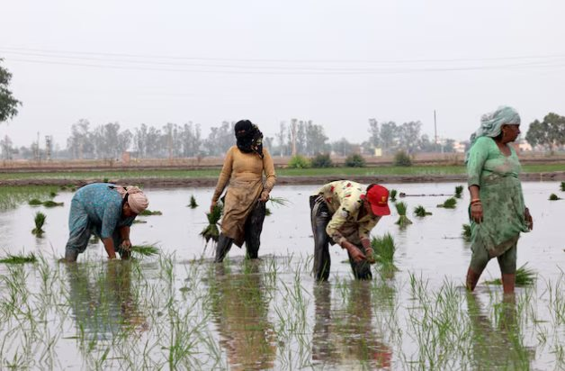 Vừa tuyên bố sẽ tự túc lương thực, khách ruột của gạo Việt lên kế hoạch đẩy mạnh xuất khẩu, 1 triệu tấn sẽ xuất đi những đâu?