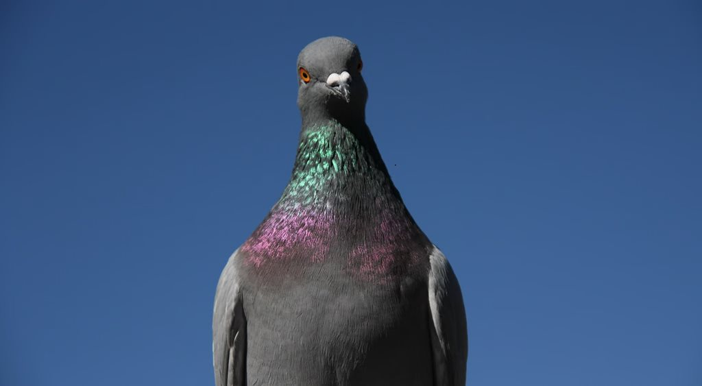 pigeon.png