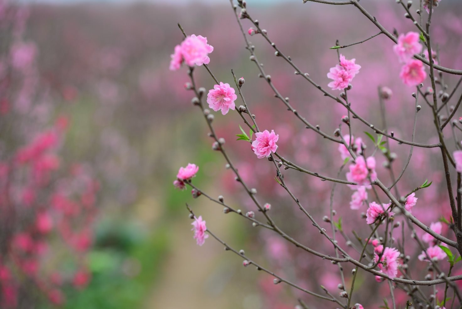 "Hái lộc" đầu xuân Bính Ngọ tại một số nhóm cổ phiếu dự báo hút mạnh dòng tiền