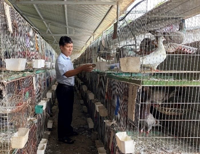 Người đàn ông Nghệ An thu 1,4 tỷ đồng/năm từ loài chim "nhàn hạ", nhiều chất bổ