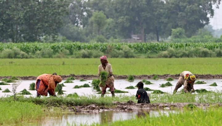 Xuất khẩu gạo của một ông lớn châu Á bất lao dốc hơn 40% vì Ấn Độ - có còn sức đối đầu Thái Lan, Việt Nam?