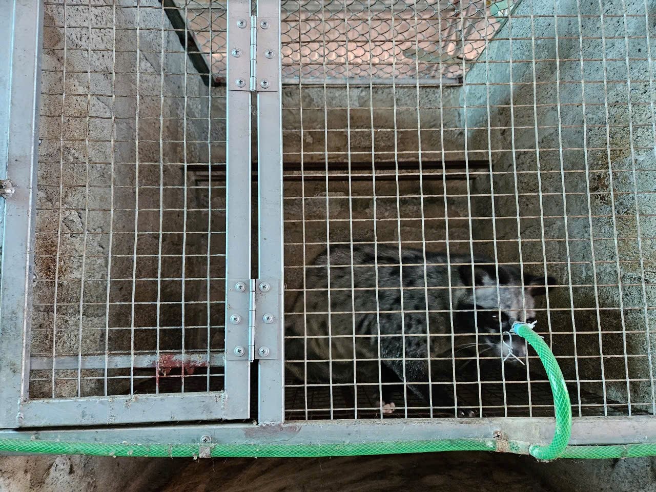 Anh kỹ sư xây dựng bỏ phố về quê nuôi con 'hiền như đất', nhẹ nhàng kiếm hơn 1 tỷ đồng/năm