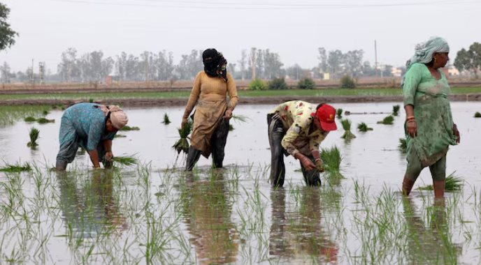 Ông trùm xuất khẩu gạo lớn nhất thế giới đón sóng gió: Hơn 400.000 tấn gạo ùn ứ tại các cảng, chi phí vận chuyển tăng vọt
