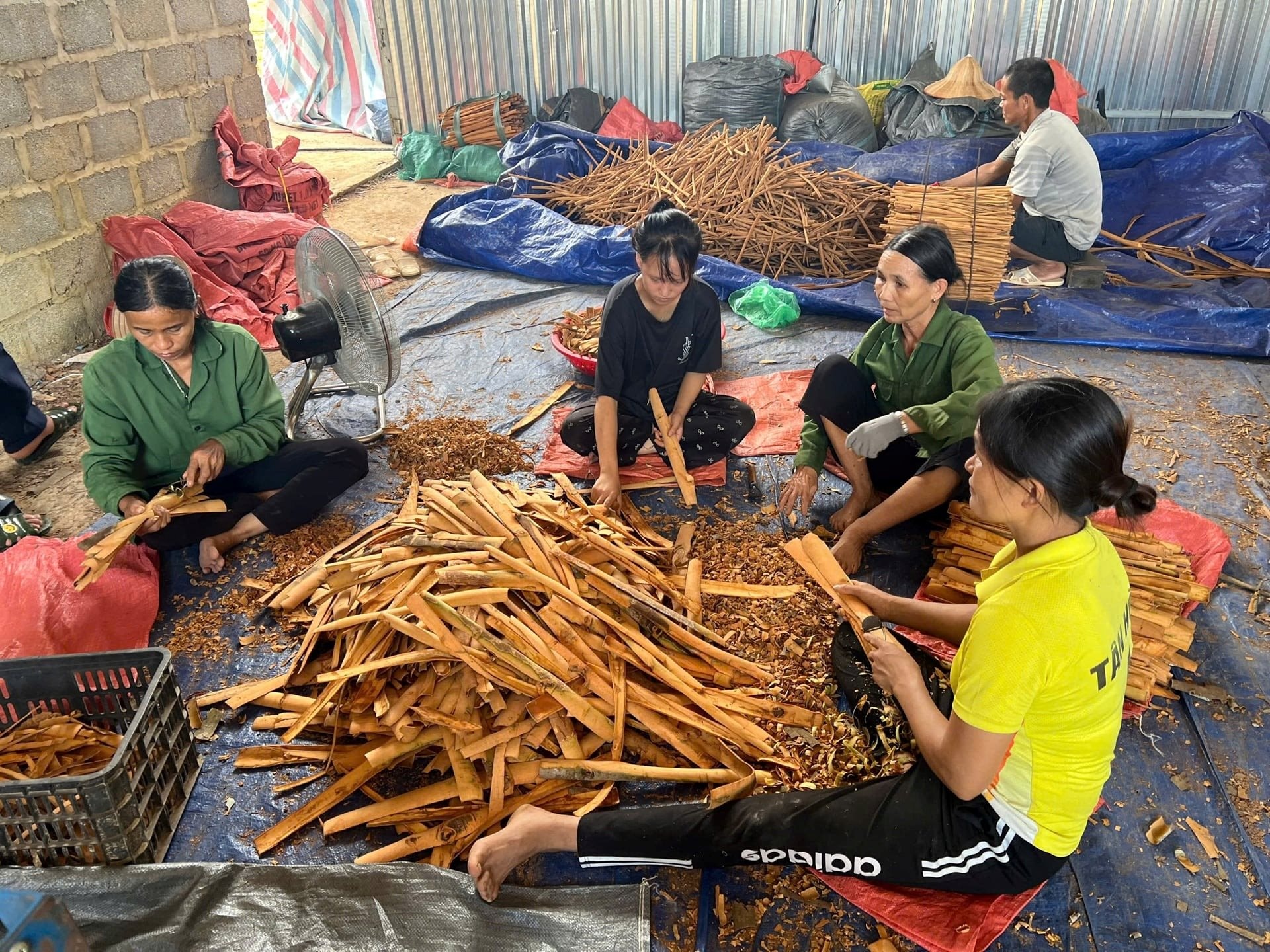 Loại cây “thơm từ gốc đến ngọn” phủ kín 1.400ha ở một xã, doanh thu 4 tỷ/năm
