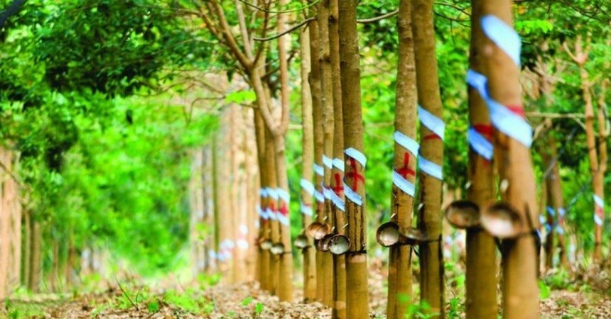 Một doanh nghiệp đặt mục tiêu lợi nhuận năm 2026 tăng hơn 150% so với năm trước nhờ khoản tiền đền bù từ công ty thành viên của THACO