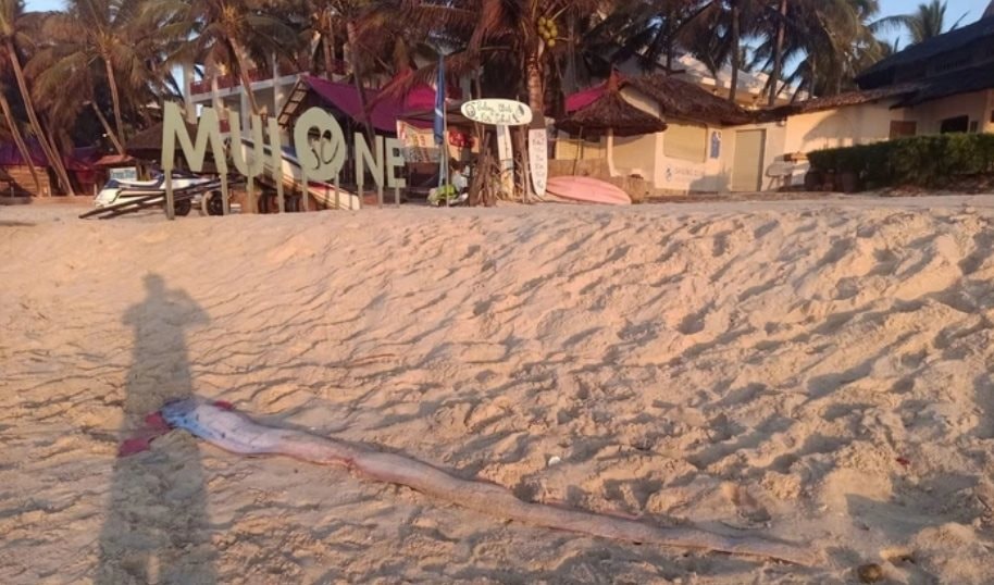 Cảnh tượng 2 ngày liên tiếp tại biển Mũi Né, dân biển lâu năm thốt lên: “Cần an táng ngay”