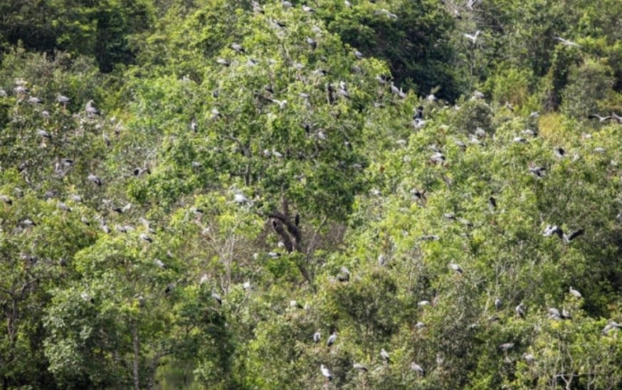 Phát hiện loài vật quý hiếm tưởng như sắp tuyệt chủng bỗng xuất hiện hàng trăm con: Nhiều người Việt vui mừng