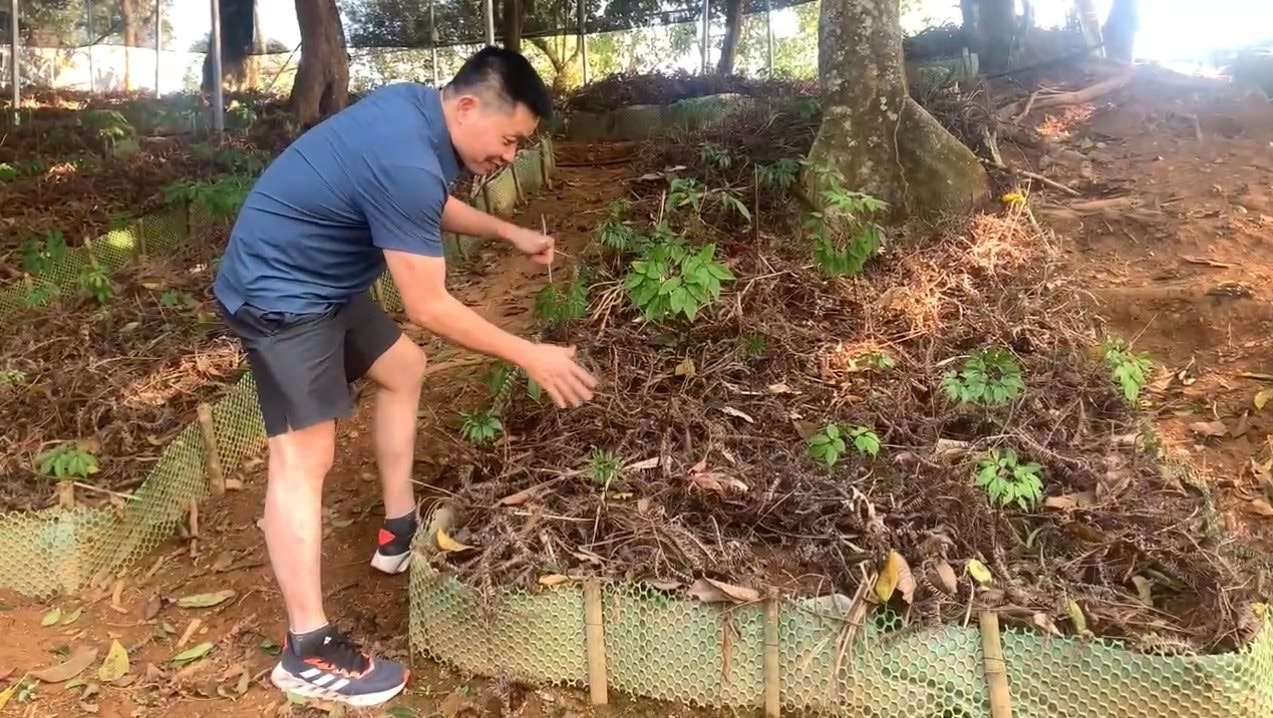 Chuyên gia sâm Việt Nam Phạm Ngọc Dương: Sâm Việt Nam đang là “Quốc bảo ngủ quên”, tương lai sẽ mở ra cơ hội đổi đời cho người nông dân vùng cao