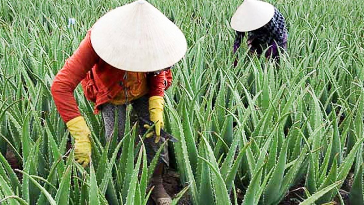 Cây thuốc quý mọng nước, là “vàng mười” cho sức khỏe, được doanh nghiệp thu mua chế biến xuất khẩu đi 20 nước