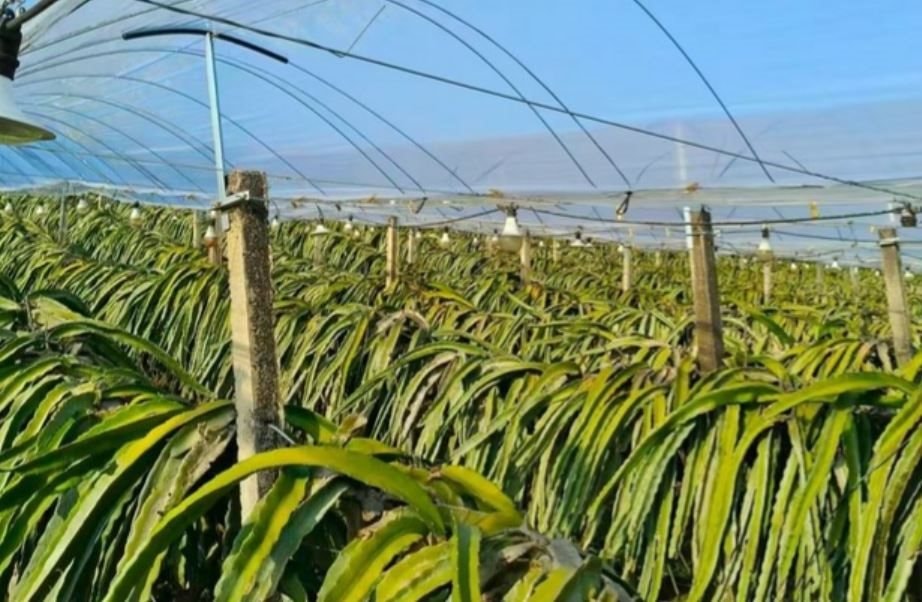 Không phải sầu riêng, Trung Quốc than khó với loại trái cây Việt Nam đang sản xuất đứng đầu thế giới: Giá chạm đáy 18.000 đồng/kg