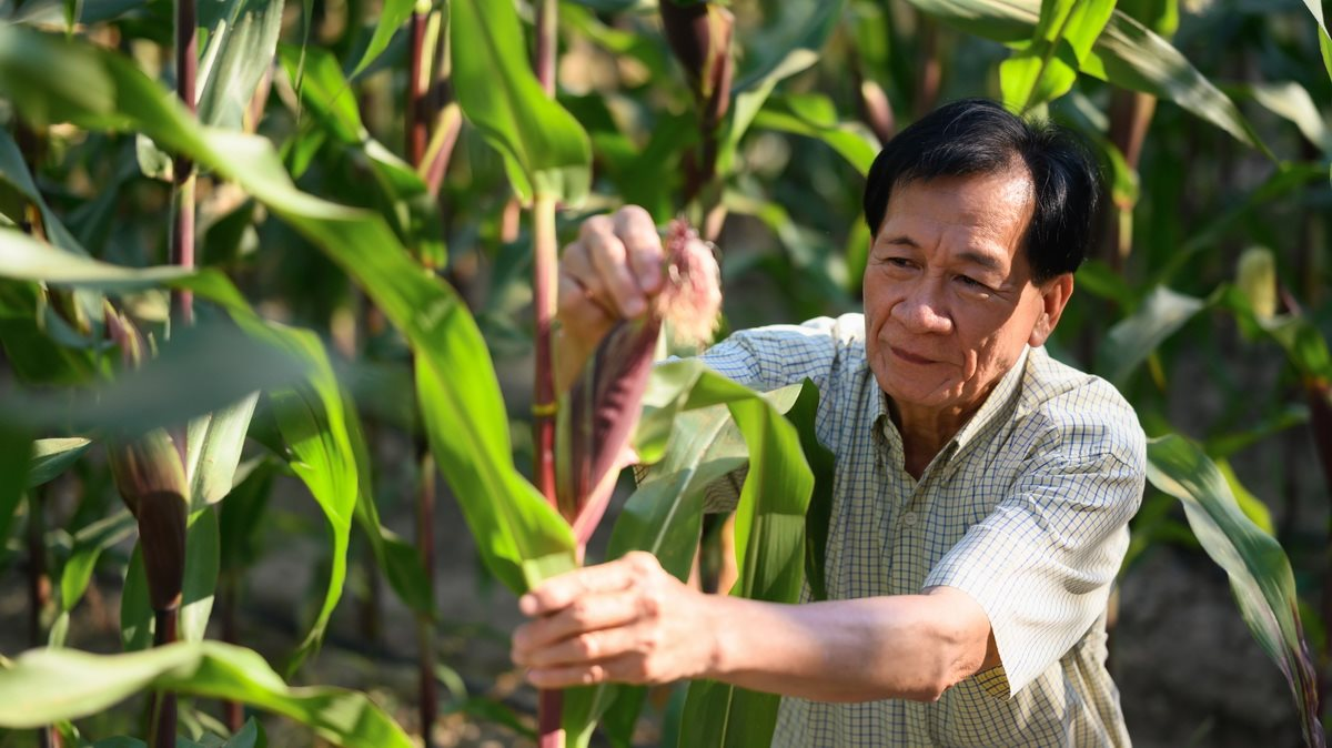Ứng dụng cây trồng công nghệ sinh học tại Việt Nam ghi nhận những bước tiến ổn định